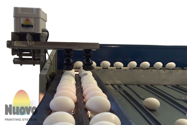 Nuovo Egg Printing and Egg Stamping Systems - 在分级机进料台上使用的便捷印章SOR