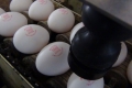 Nuovo Egg Printing and Egg Stamping Systems - 在分级机进料台上使用的便捷印章SOR
